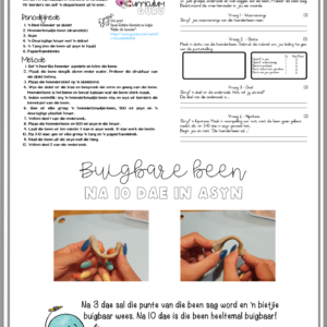 Formele Assessering: Eksperiment + memo + juffrou notas (Gr 5) – Kwartaal 1
